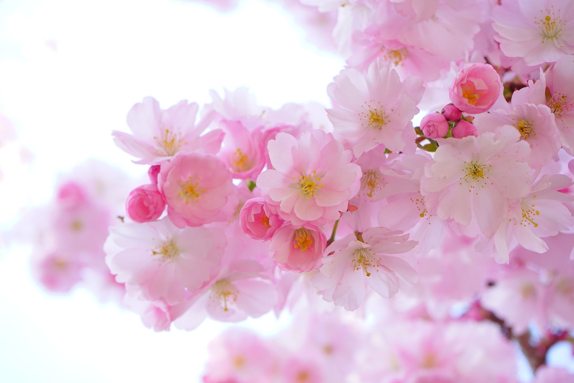 Merkmale von Hochsensibilität Zweige mit vielen zarten, rosa Kirschblüten Christine Kiunke Deine leise Art ist ein Geschenk